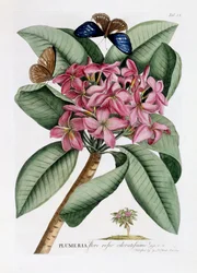 Plumeria, v. 1749